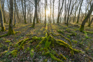 Fairytale forest at sunrise, Sodenberg, Hammelburg, District Bad Kissingen, Rhön, Bavaria, Germany Fairytale forest at sunrise, Sodenberg, Hammelburg, District Bad Kissingen, Rhön, Bavaria, Germany